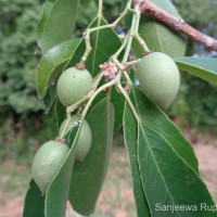 Elaeodendron glaucum (Rottb.) Pers.